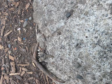Iridomyrmex suchieri photo 93