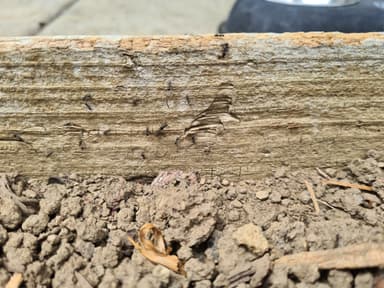 Iridomyrmex suchieri photo 95