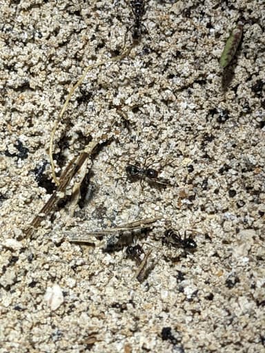 Iridomyrmex suchieri photo 99