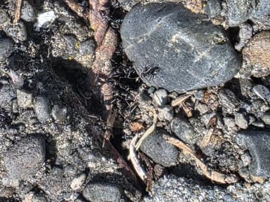 Iridomyrmex suchieri photo 103