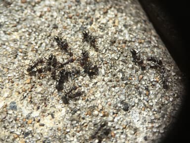 Iridomyrmex suchieri photo 110
