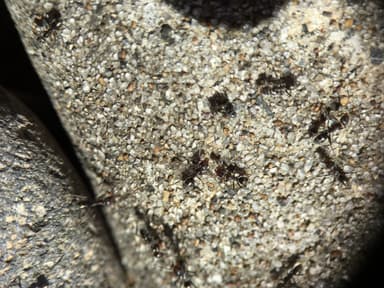 Iridomyrmex suchieri photo 112