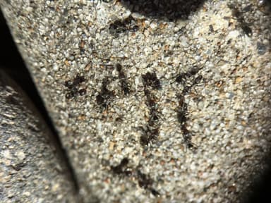 Iridomyrmex suchieri photo 114