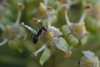 Iridomyrmex suchieri photo 118