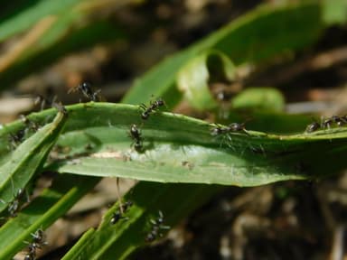 Iridomyrmex suchieri photo 126