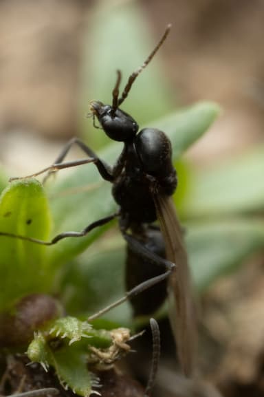 Iridomyrmex suchieri photo 140