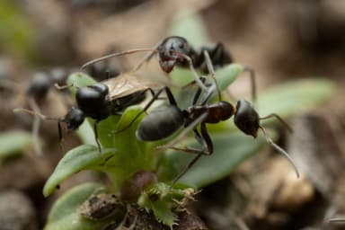 Iridomyrmex suchieri photo 142