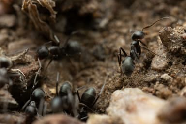 Iridomyrmex suchieri photo 143