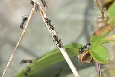 Iridomyrmex suchieri photo 147