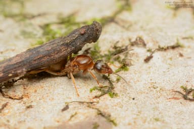 Lasius alienus photo 22