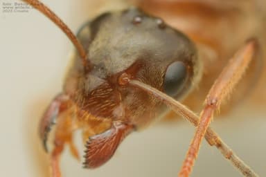 Lasius alienus photo 23