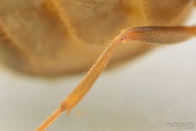 Lasius alienus photo 24