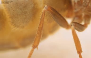 Lasius alienus photo 25