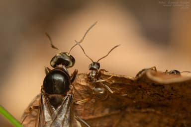 Lasius alienus photo 26