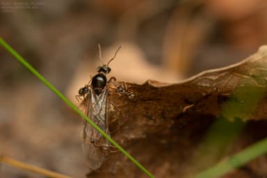 Lasius alienus photo 27