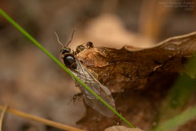 Lasius alienus photo 28