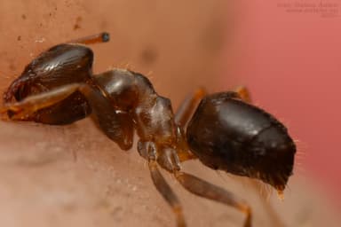Lasius alienus photo 30