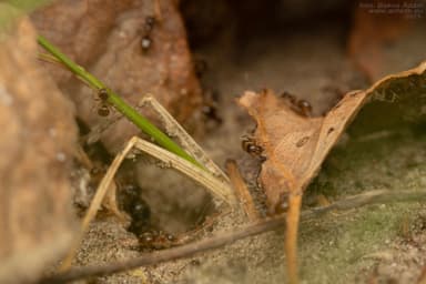 Lasius alienus photo 33