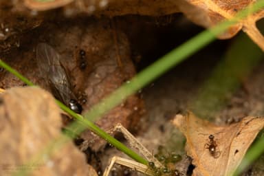 Lasius alienus photo 35