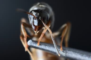 Lasius alienus — queen photo 38