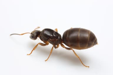 Lasius alienus — queen photo 46