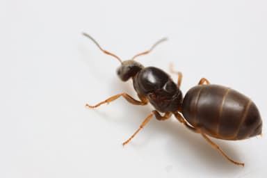 Lasius alienus — queen photo 47