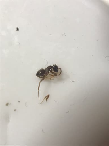Lasius alienus photo 57