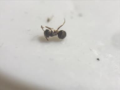 Lasius alienus photo 58