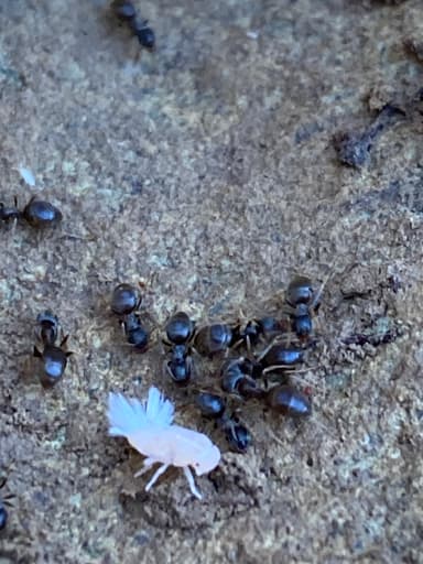 Lasius alienus photo 59