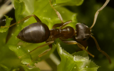 Lasius alienus photo 60