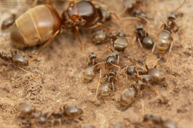 Lasius alienus photo 62