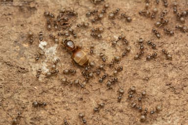 Lasius alienus photo 63