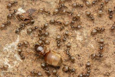 Lasius alienus photo 64