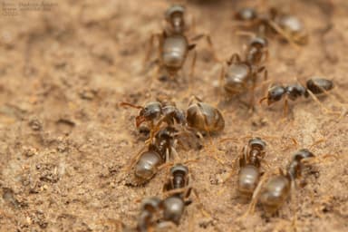 Lasius alienus photo 65