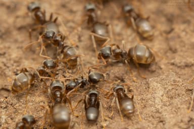 Lasius alienus photo 66