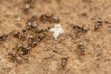 Lasius alienus photo 67