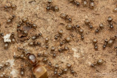 Lasius alienus photo 69
