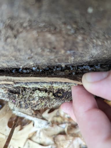 Lasius alienus photo 72