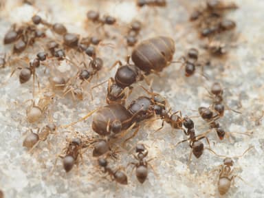 Lasius alienus photo 73