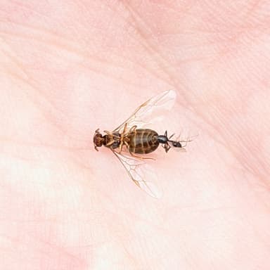Lasius alienus photo 78