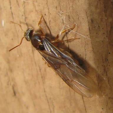 Lasius alienus photo 81