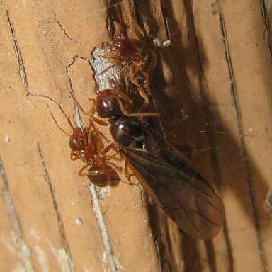 Lasius alienus photo 82