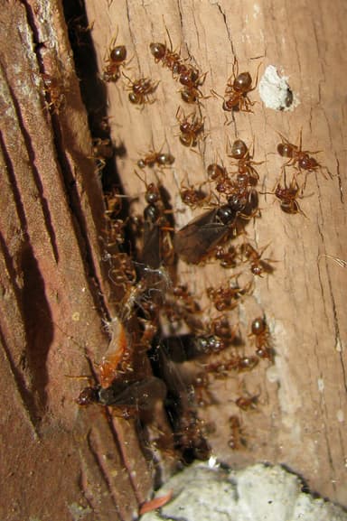 Lasius alienus photo 83