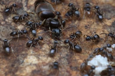 Lasius alienus photo 85