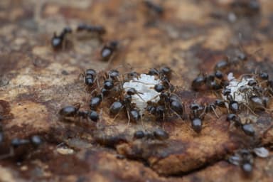Lasius alienus photo 86