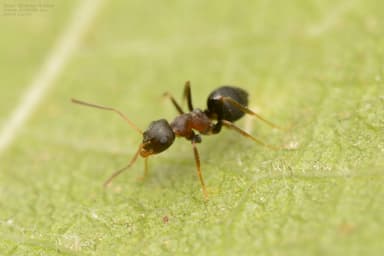 Lasius alienus photo 89