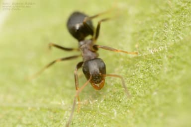 Lasius alienus photo 90