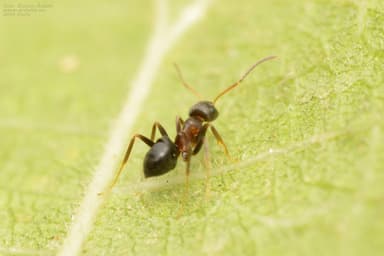 Lasius alienus photo 92