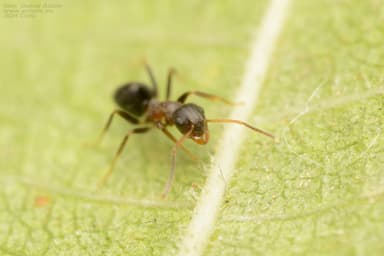 Lasius alienus photo 93