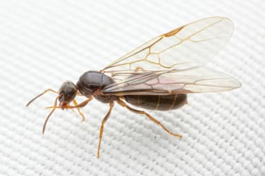 Lasius alienus photo 94